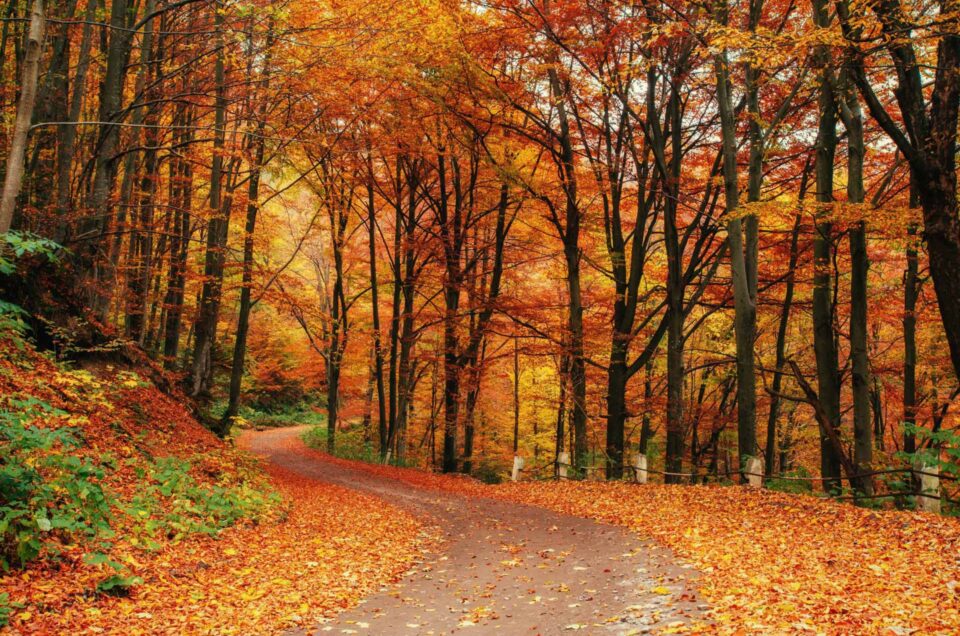 Con los colores del otoño: los mejores paisajes del país se tiñen de ocre, rojo y dorado