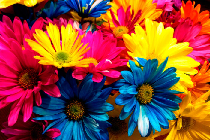 Fiesta de La Flor y Buenos Aires